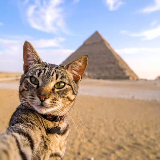 Sphinxter
